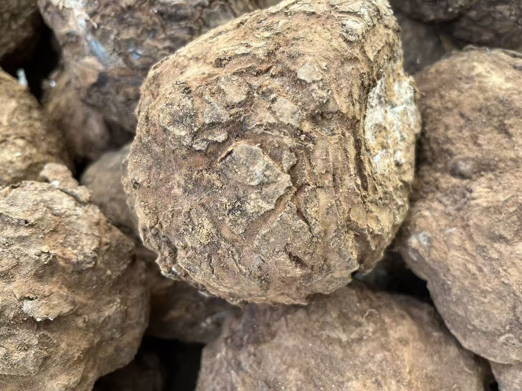 云南新鲜茯苓纯天然带皮茯苓...