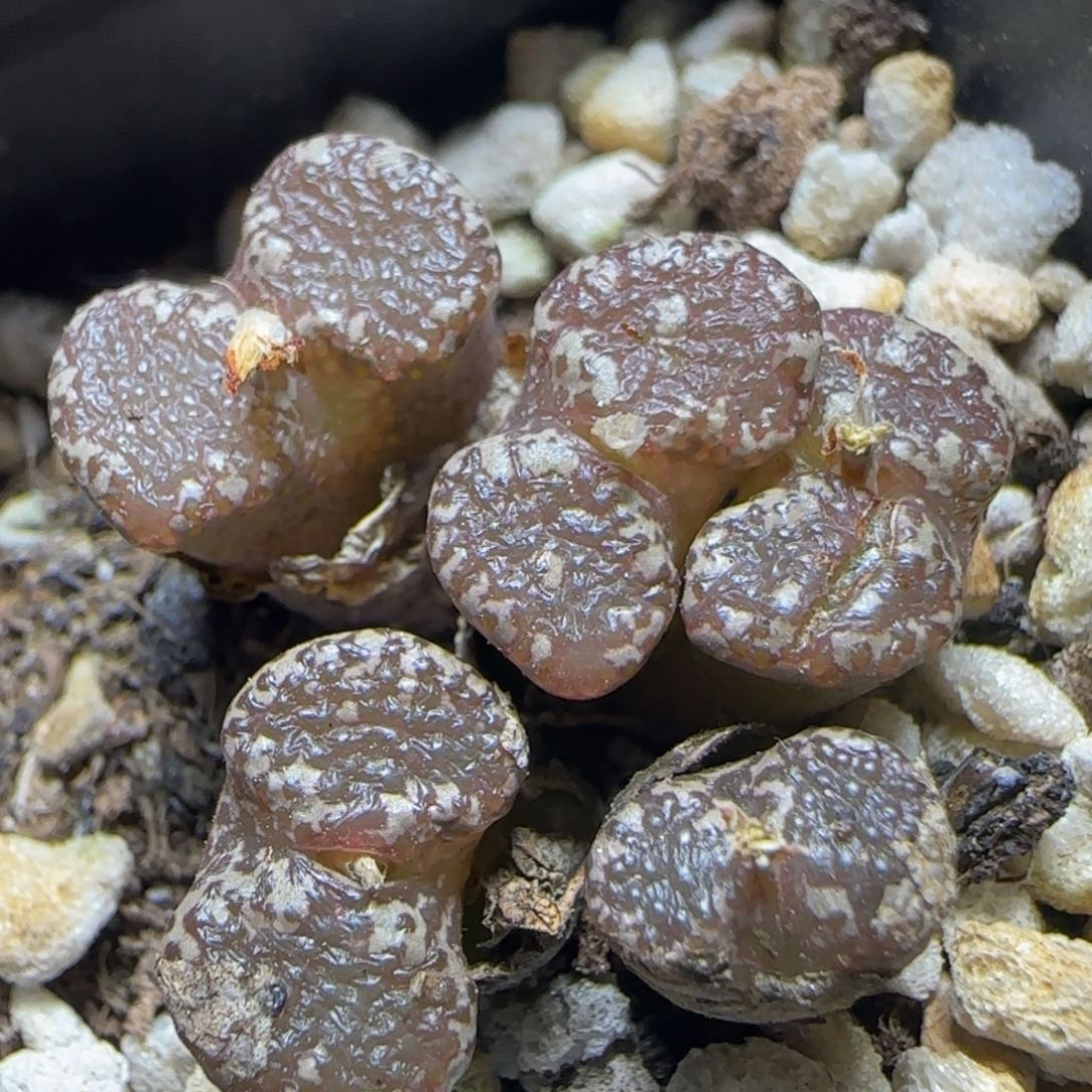泡泡勋章多肉植物142