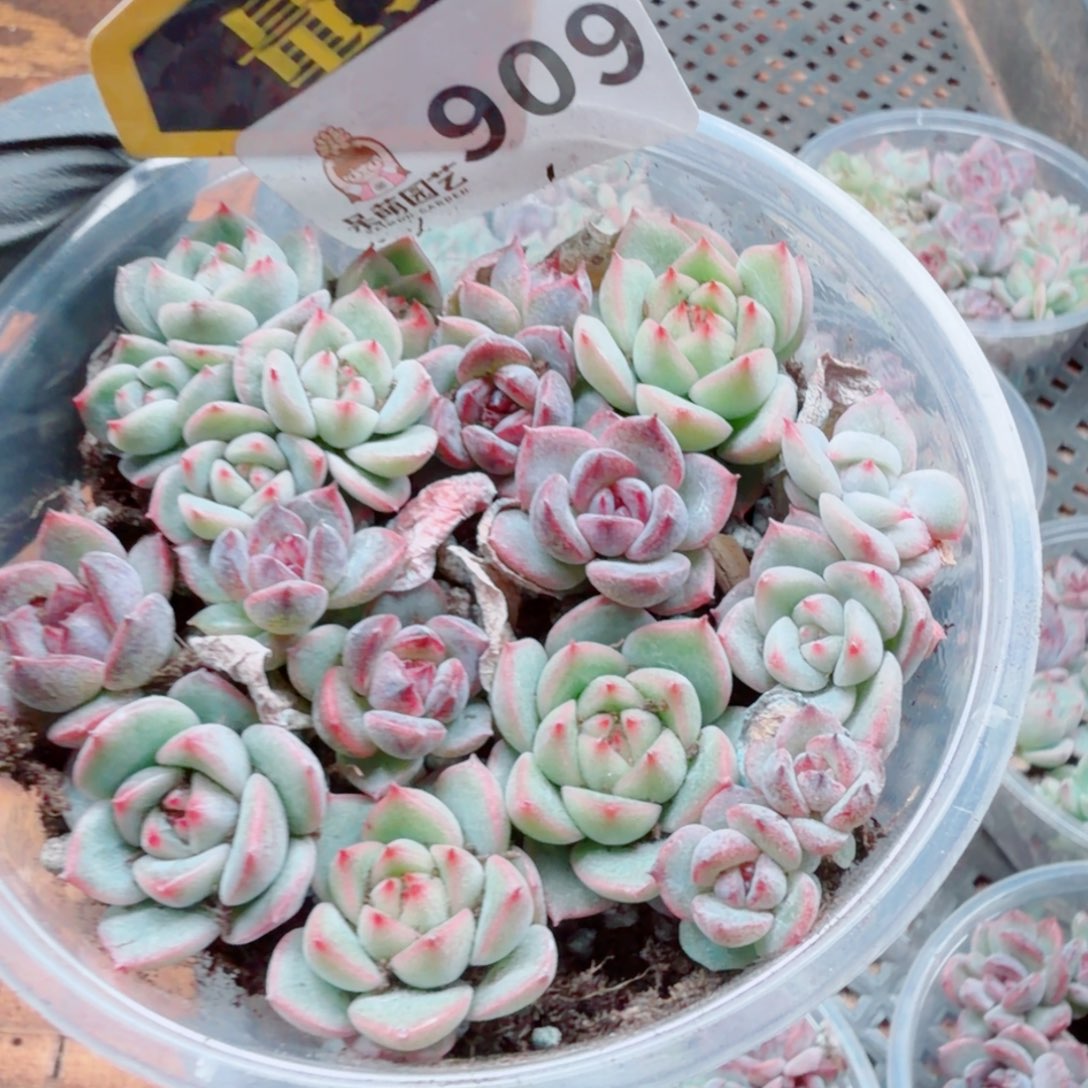 多肉植物多肉植物