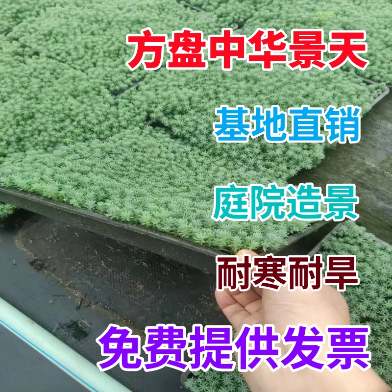 中华景天薄雪万年草四季常青耐寒耐旱多肉植物佛甲草麦冬花镜地铺