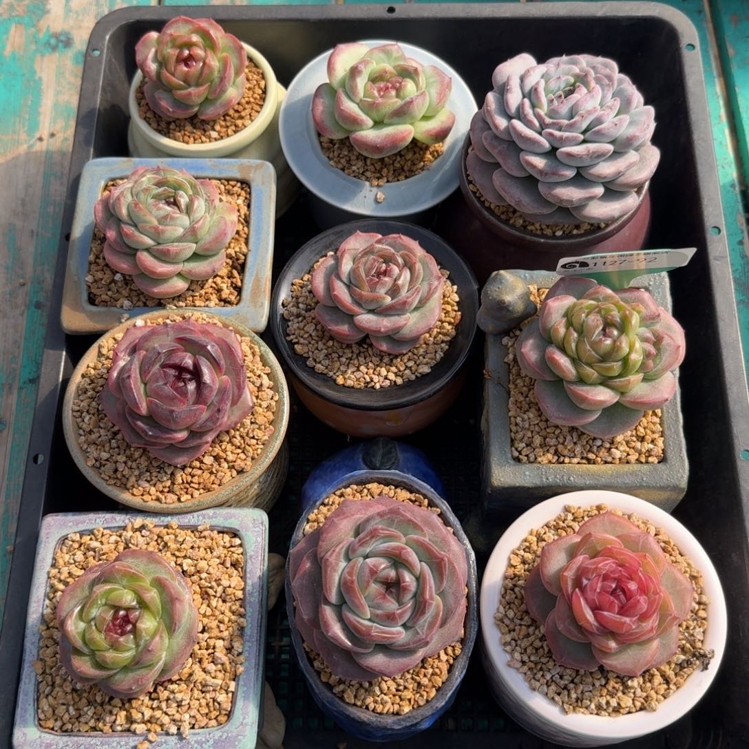 从前慢多肉精选编号1127.92