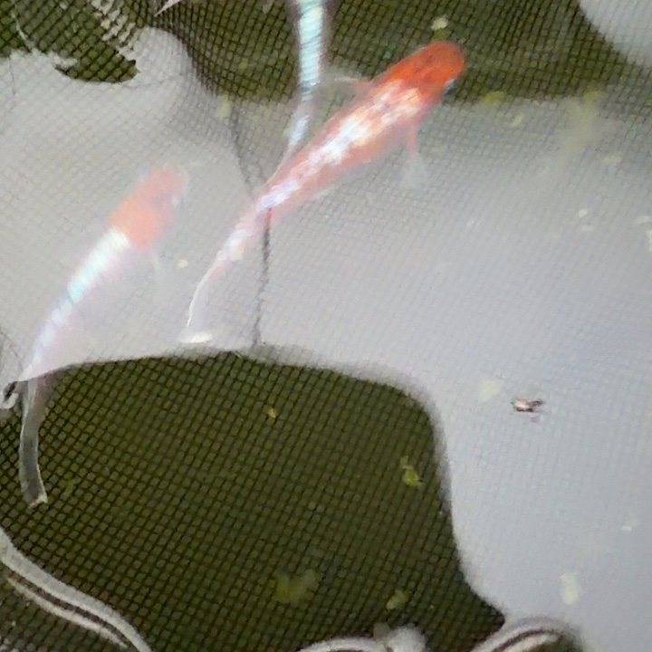 青鳉鱼编号 30 种级天照三色 3 条