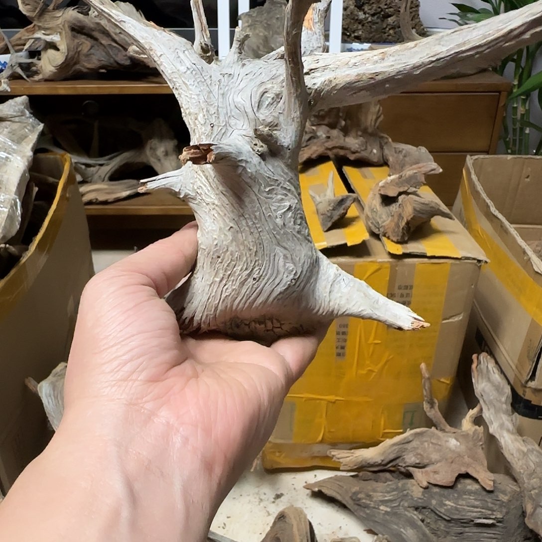 阳***壮木陈化到位坨坨疙瘩