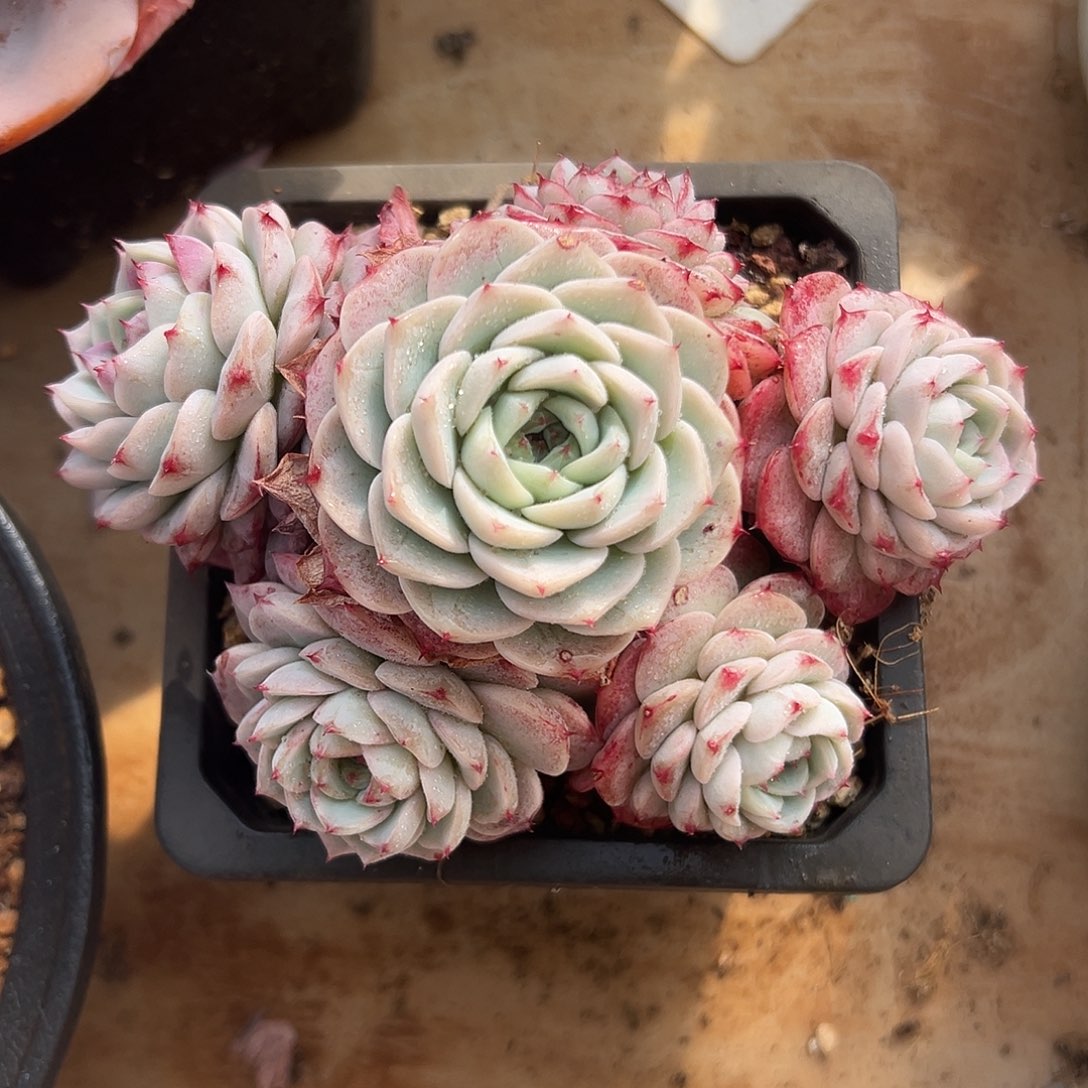 糖心天鹅绒一物一拍