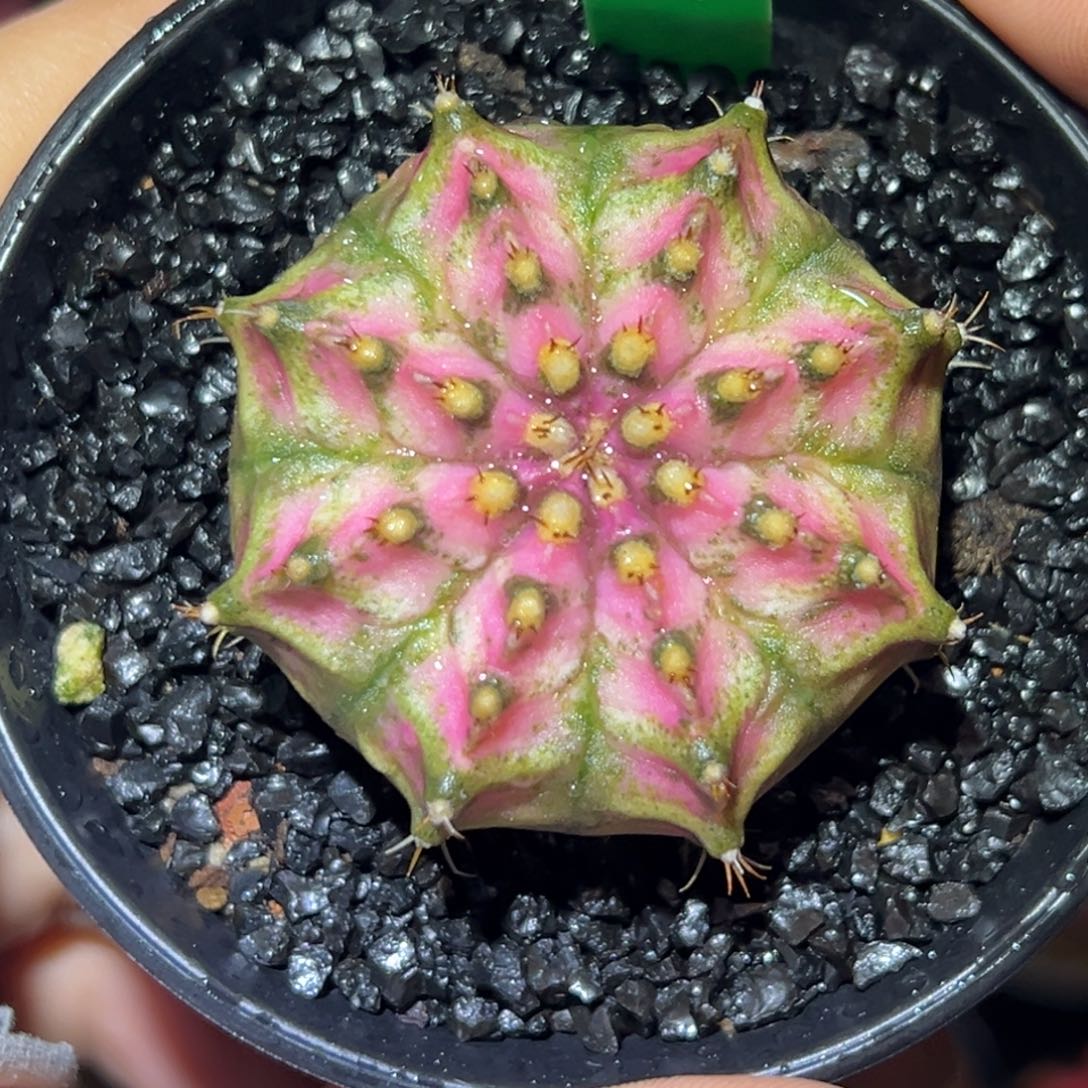 泰系实生海神H58