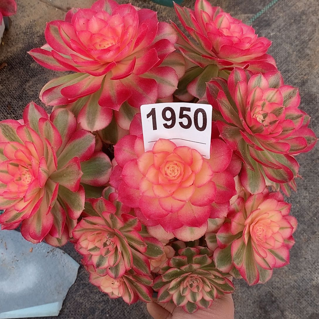 红陶1950倾城4官服23