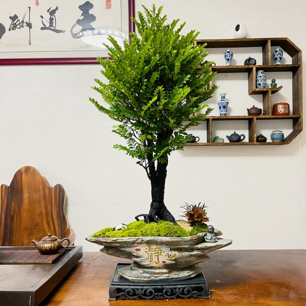 【静心盆】老桩小叶紫檀黑骨茶盆景室内客厅办公室好养高端好养植物