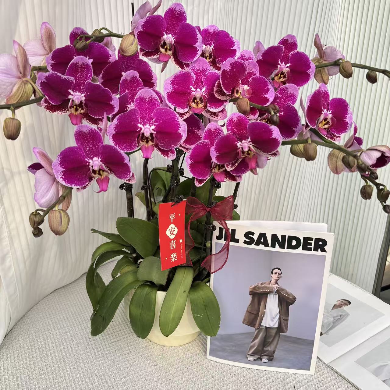 韵艺精选《大财主》蝴蝶兰紫红色系大花高货好养耐养带花带花苞