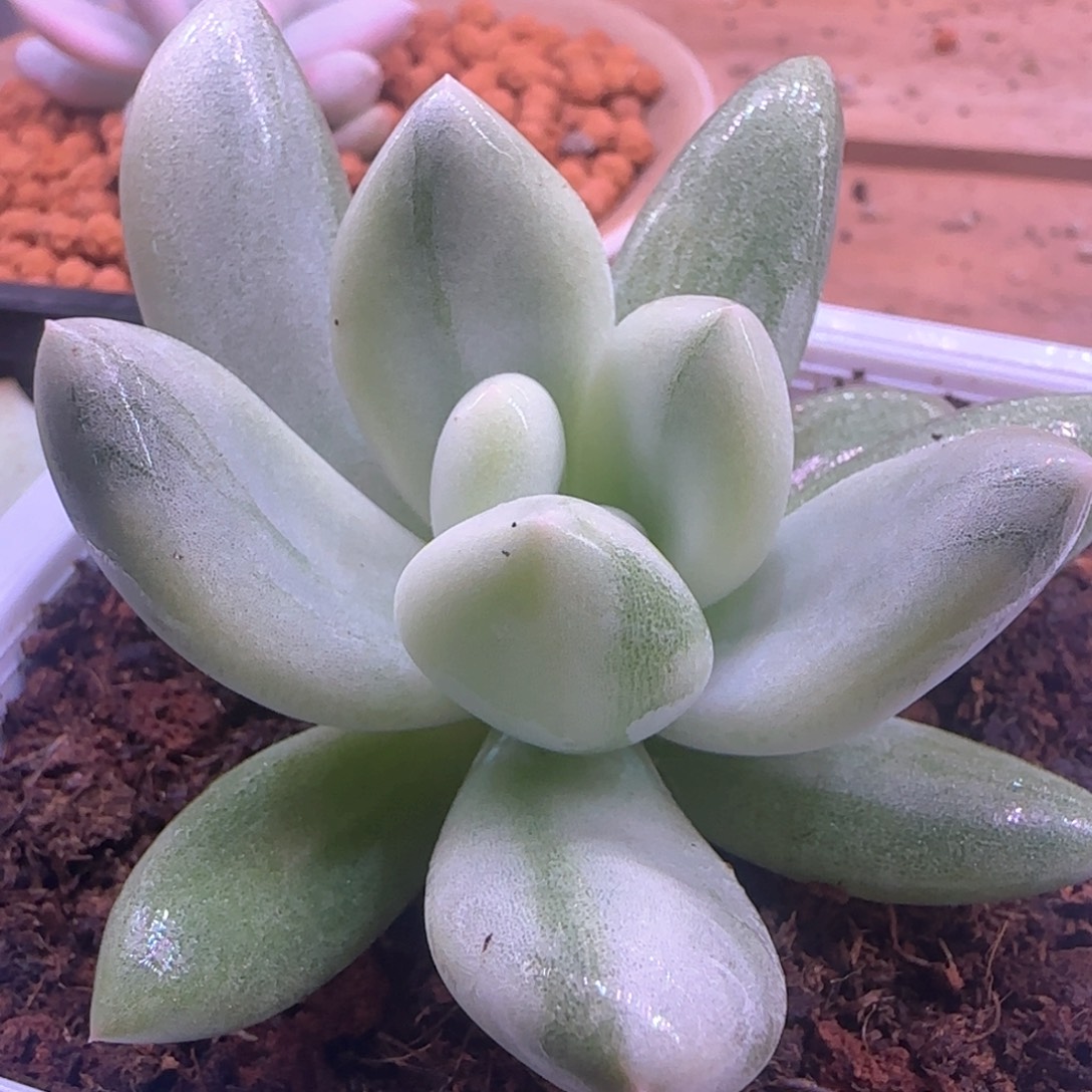 香水锦 多肉植物锦