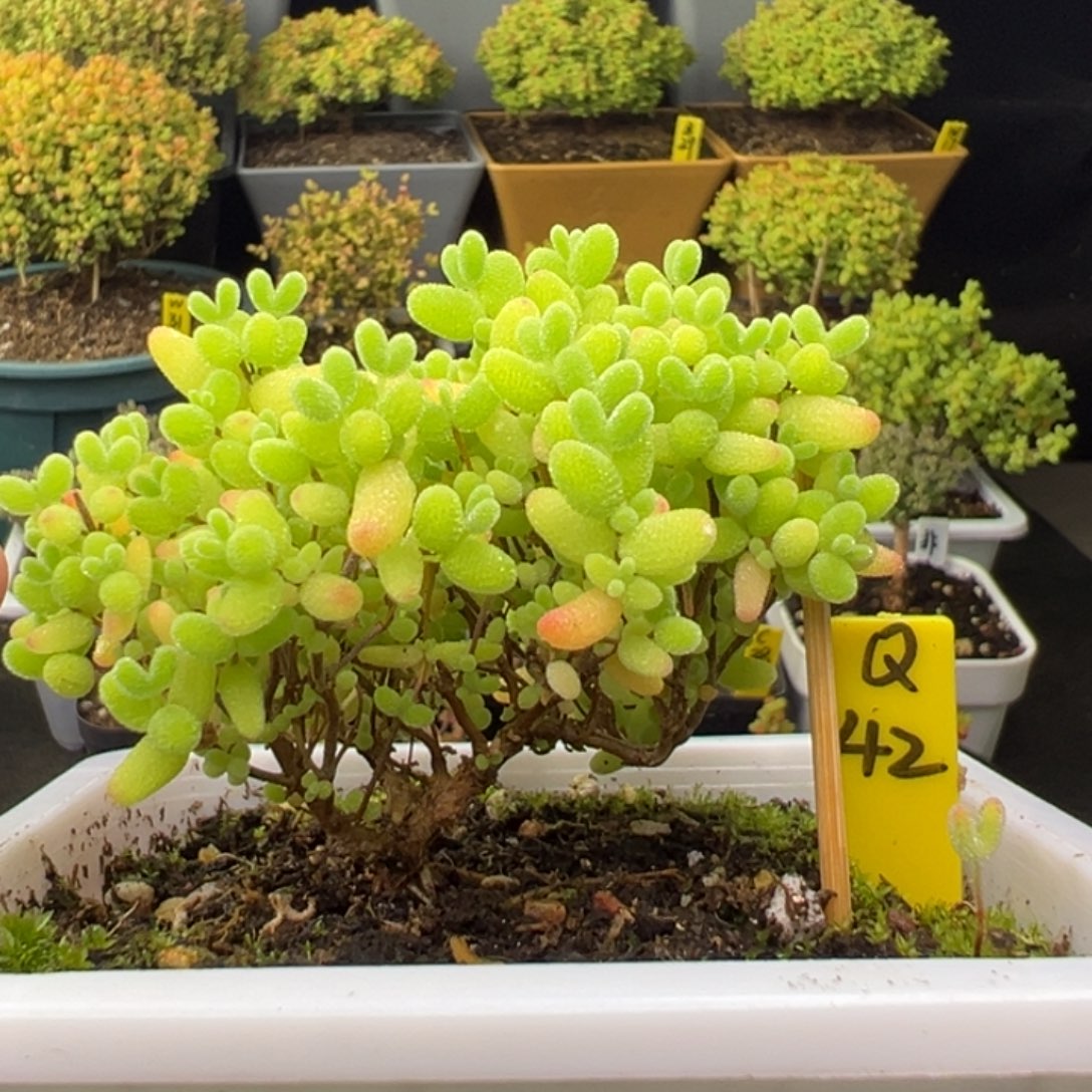 蜜橘带盆带土发货