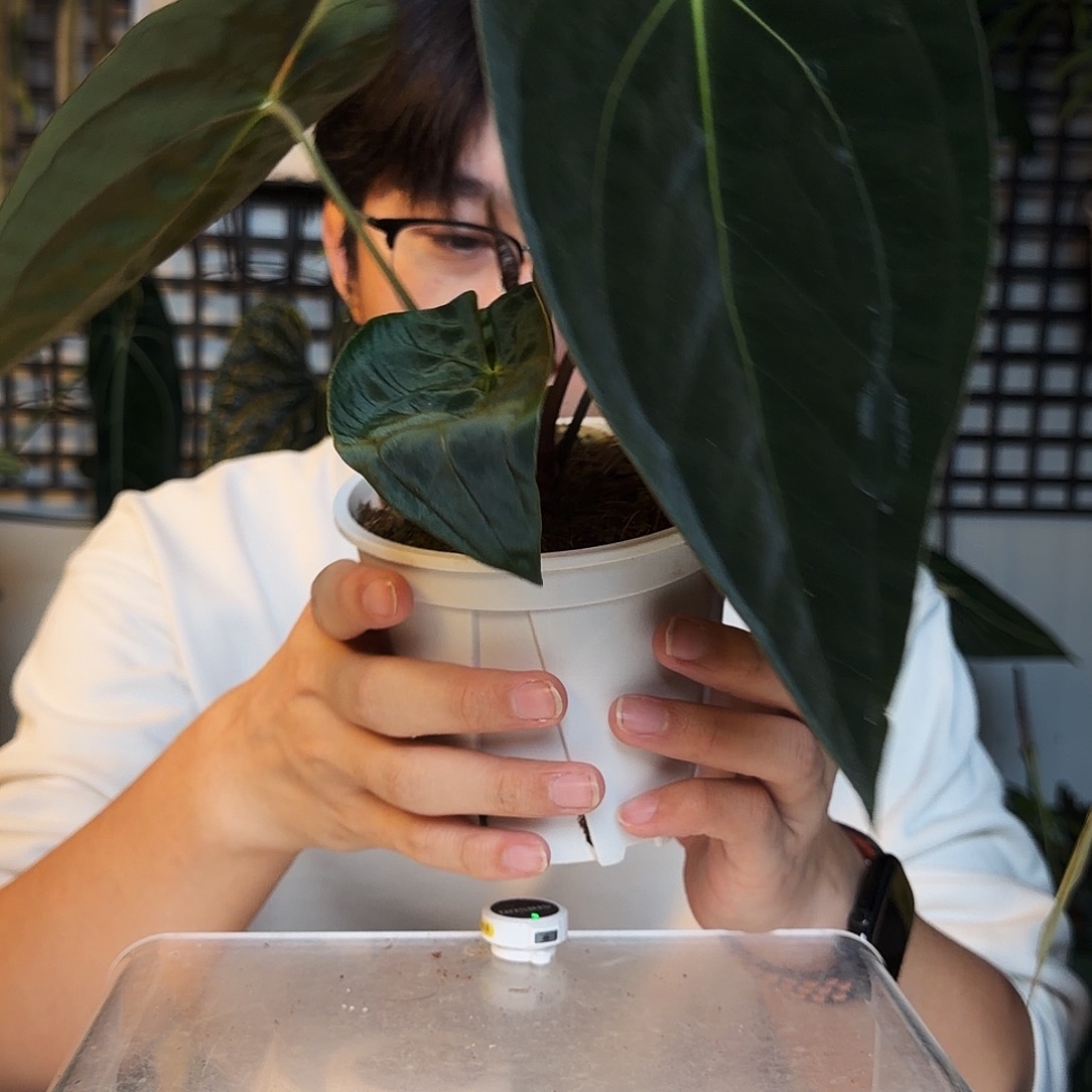 完全开放C05 暗黑巴拿马