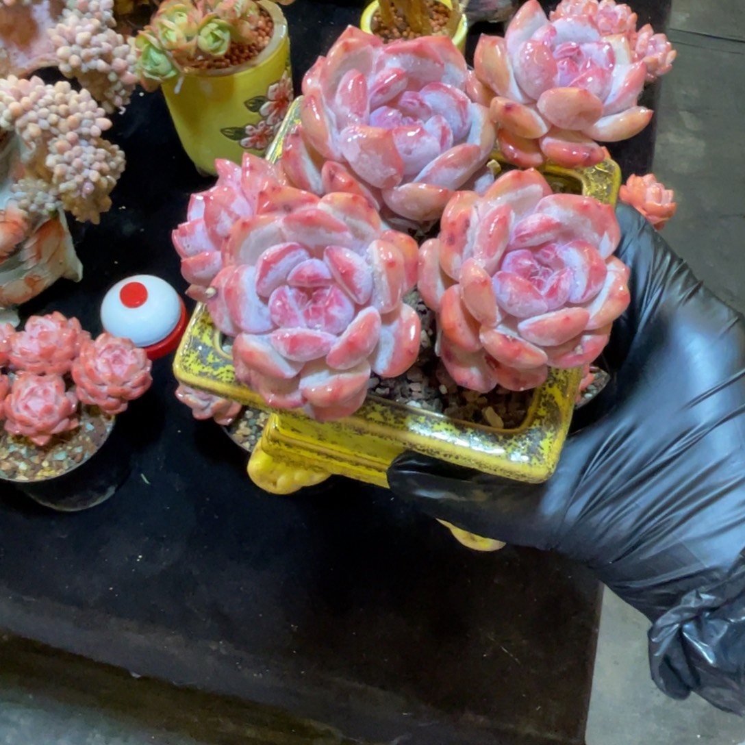 han韩版石榴籽一颗老桩