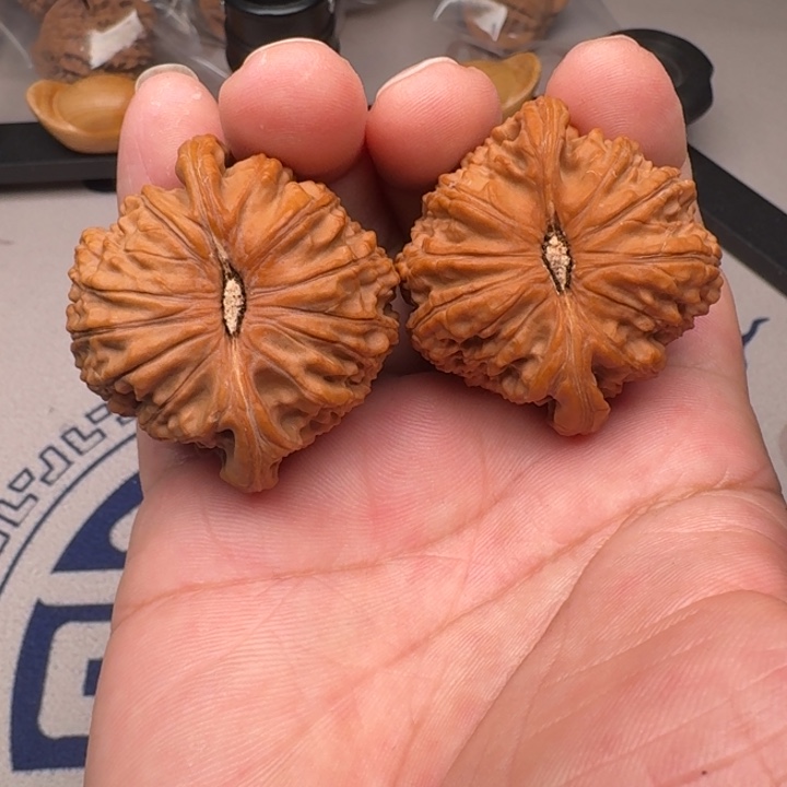 桃核把件山地白狮子44+尺9