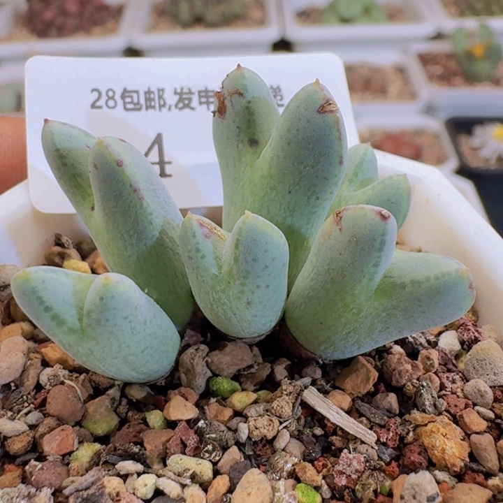 4。               