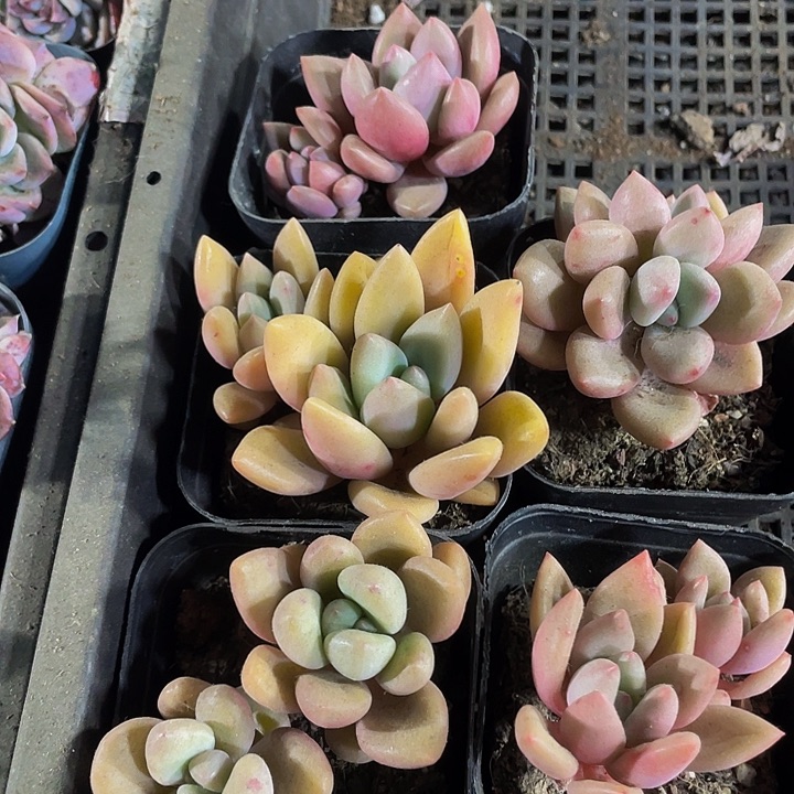 双头桃花源2.8带盆