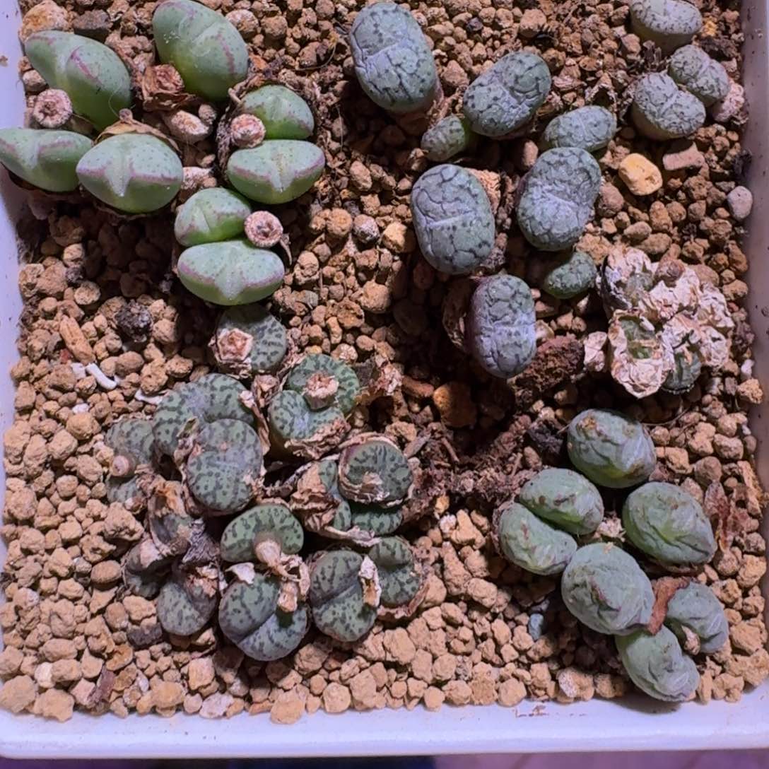脱土发货............