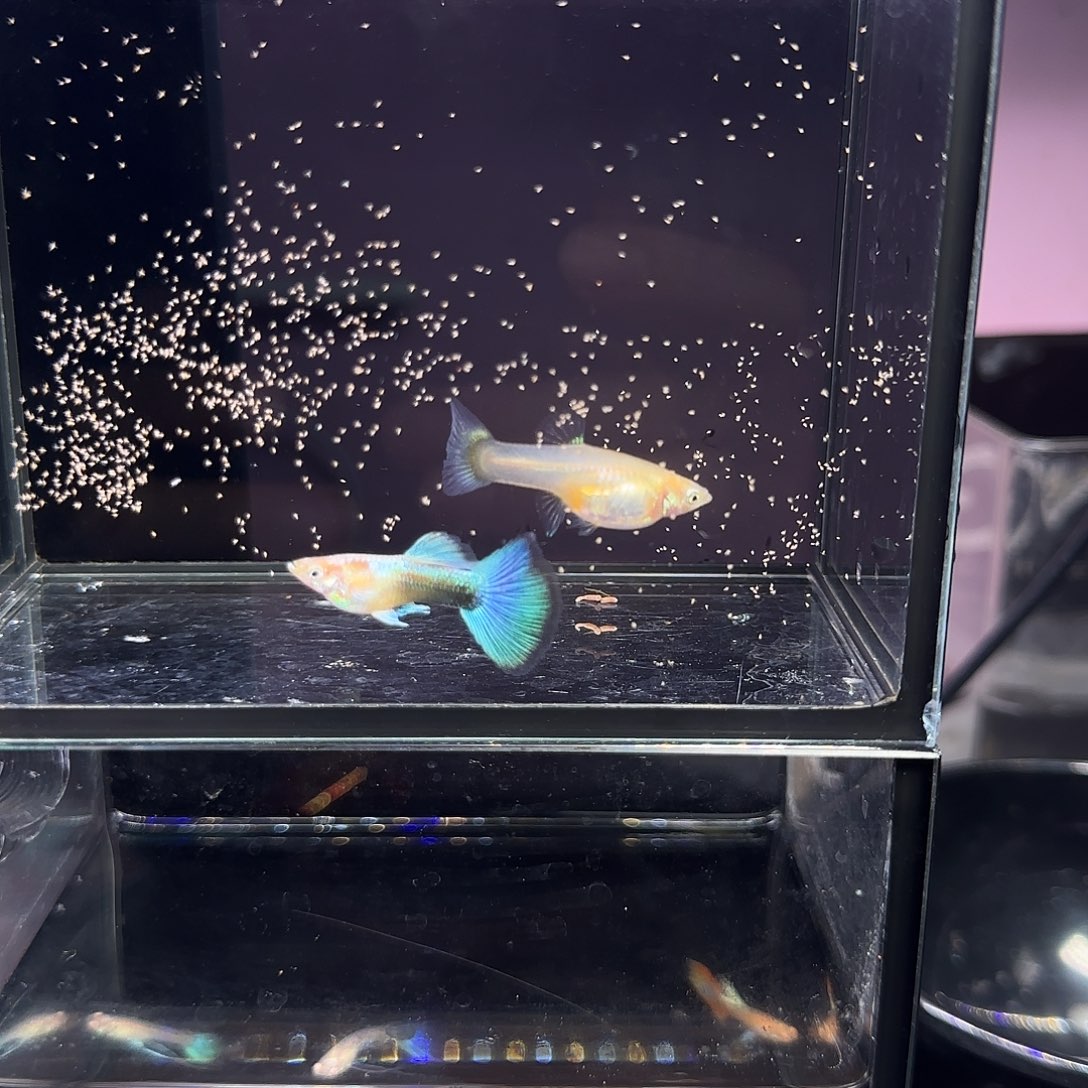 孔雀鱼黄化蓝礼服欧意一对