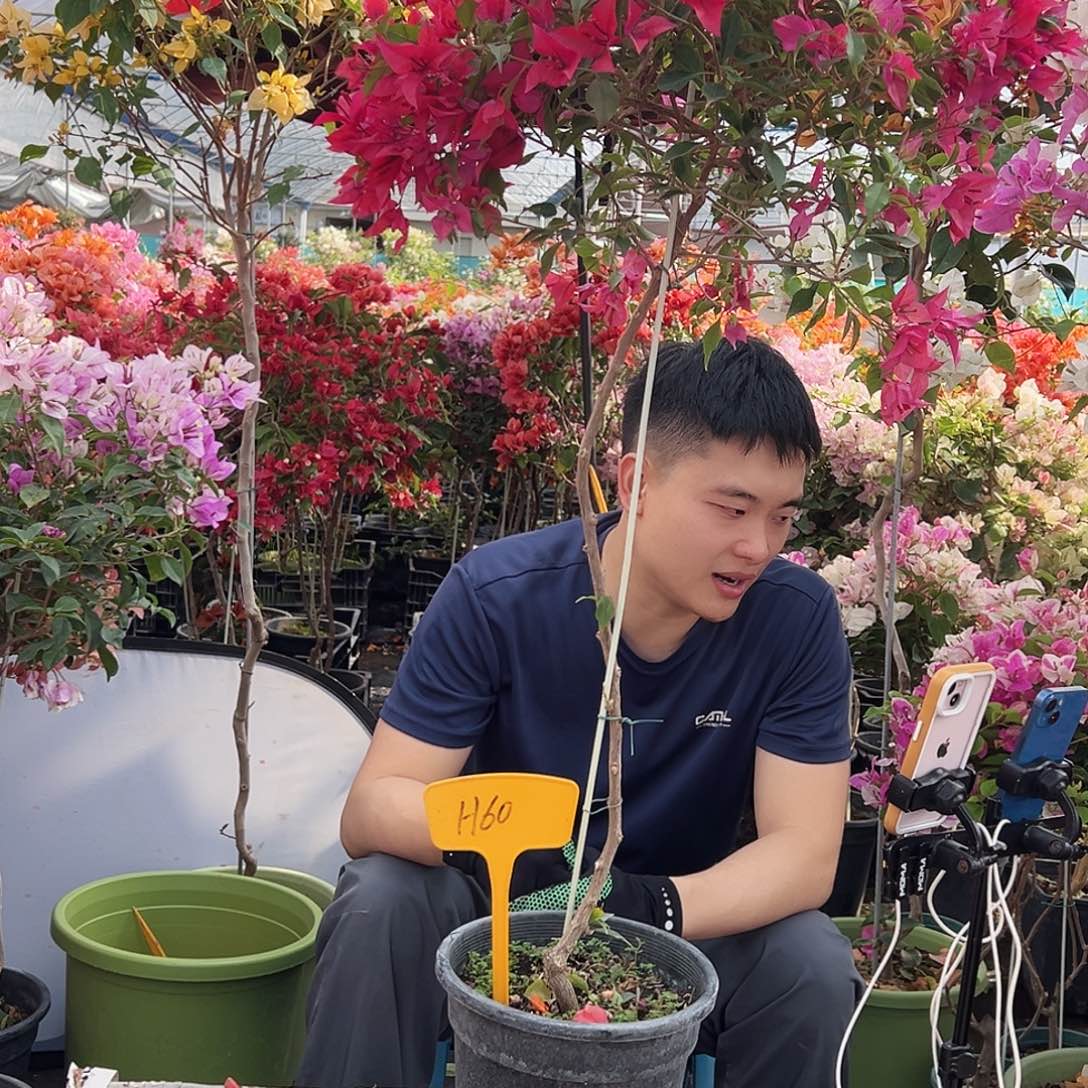 林***浩大部分花苞少量开放H60紫桑巴