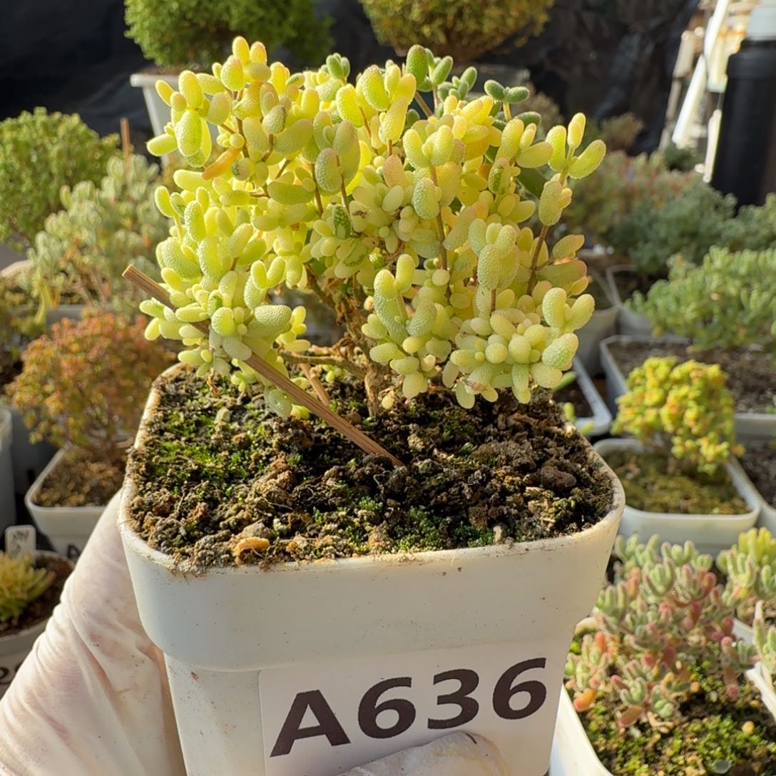 A636米粒阴阳拉丝锦