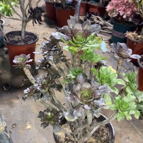 灰圆叶多肉植物050