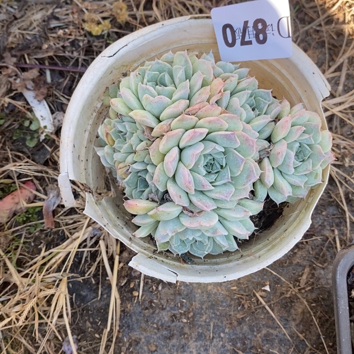 ****࿐870瘤财多肉植物多肉