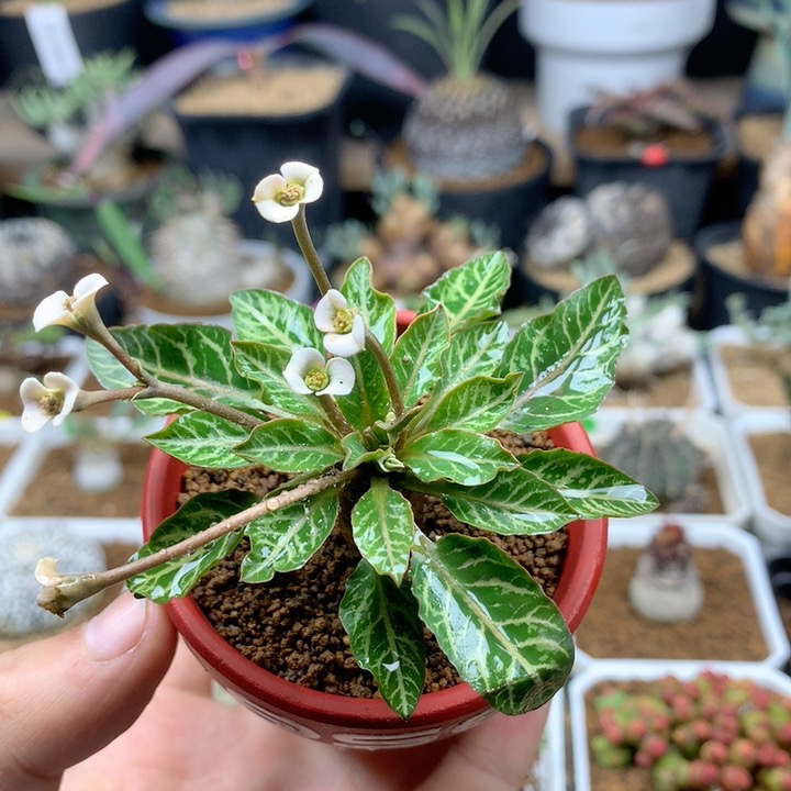 实生鱼骨大戟多肉带盆