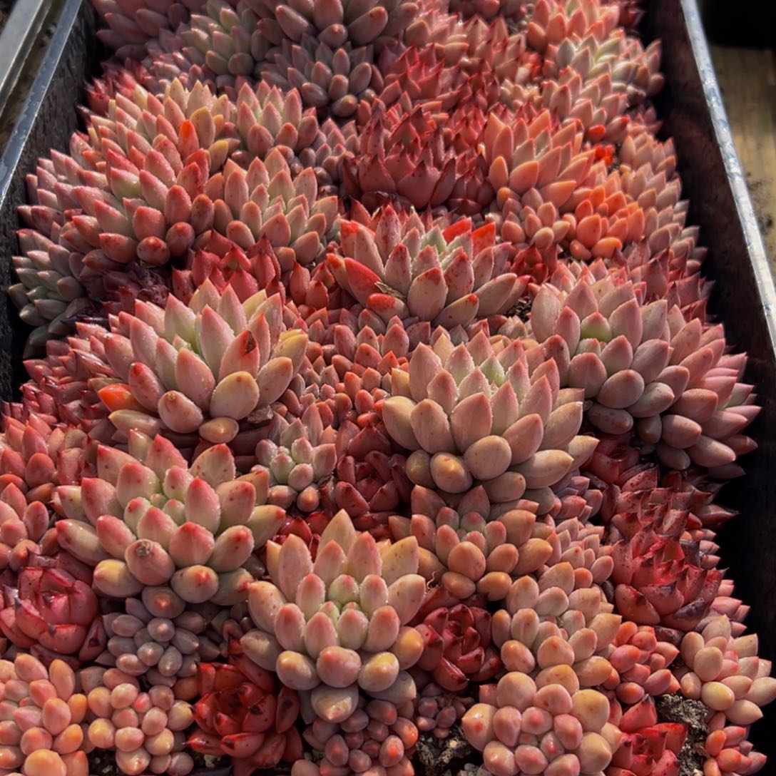 不***）980多肉葡萄的味道是真的