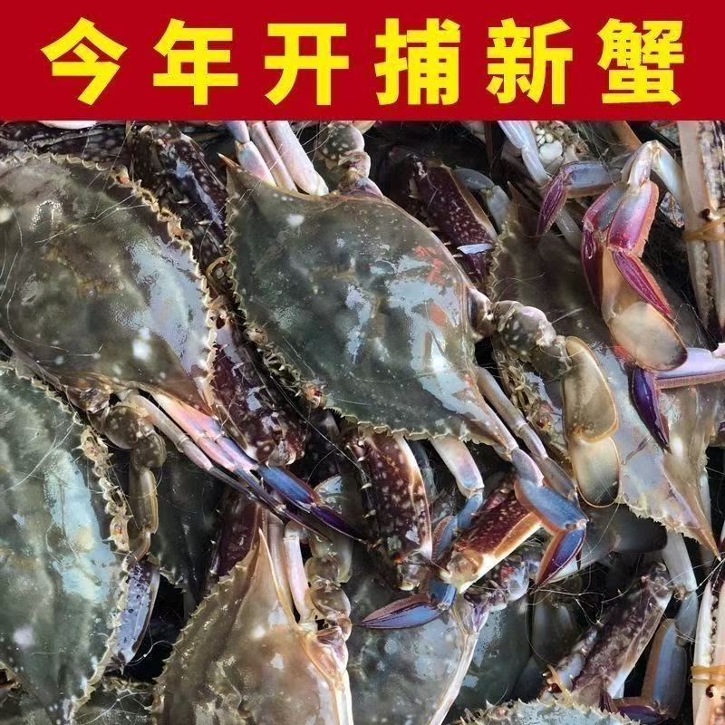 【冻蟹】野生海捕梭子蟹 母蟹 4两/只左右 净重4斤以上 到手12只