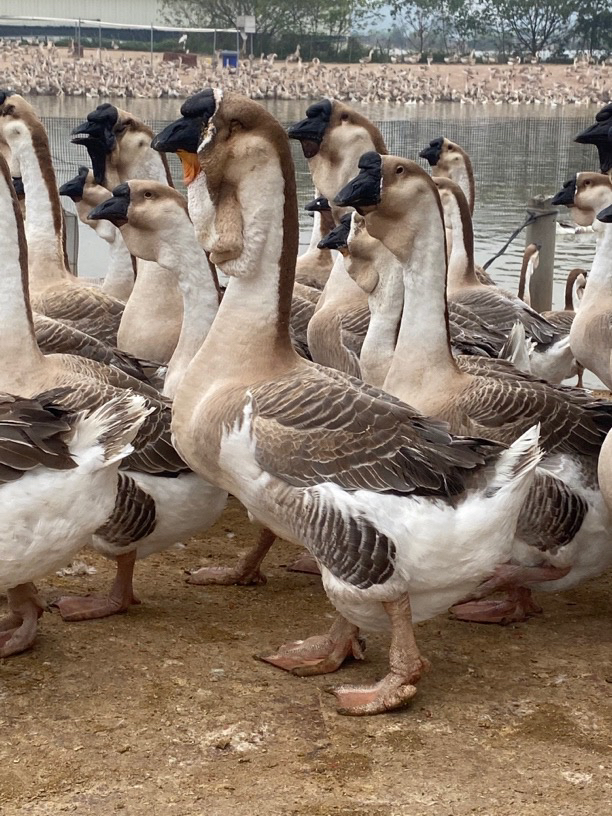 潮汕特大种狮头鹅纯种狮头鹅