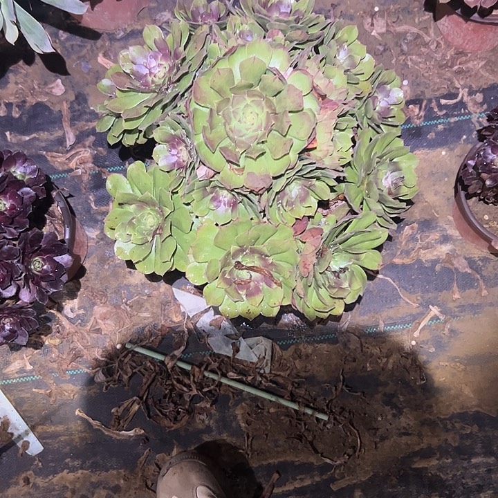 不包侧枝一物一拍7