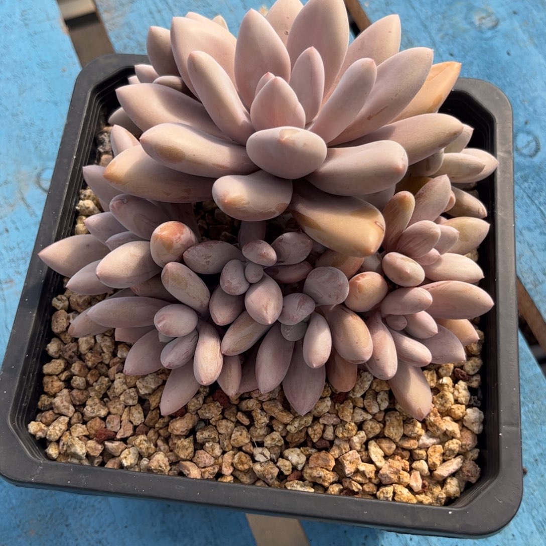 虫***猫多肉植物原始虞美人