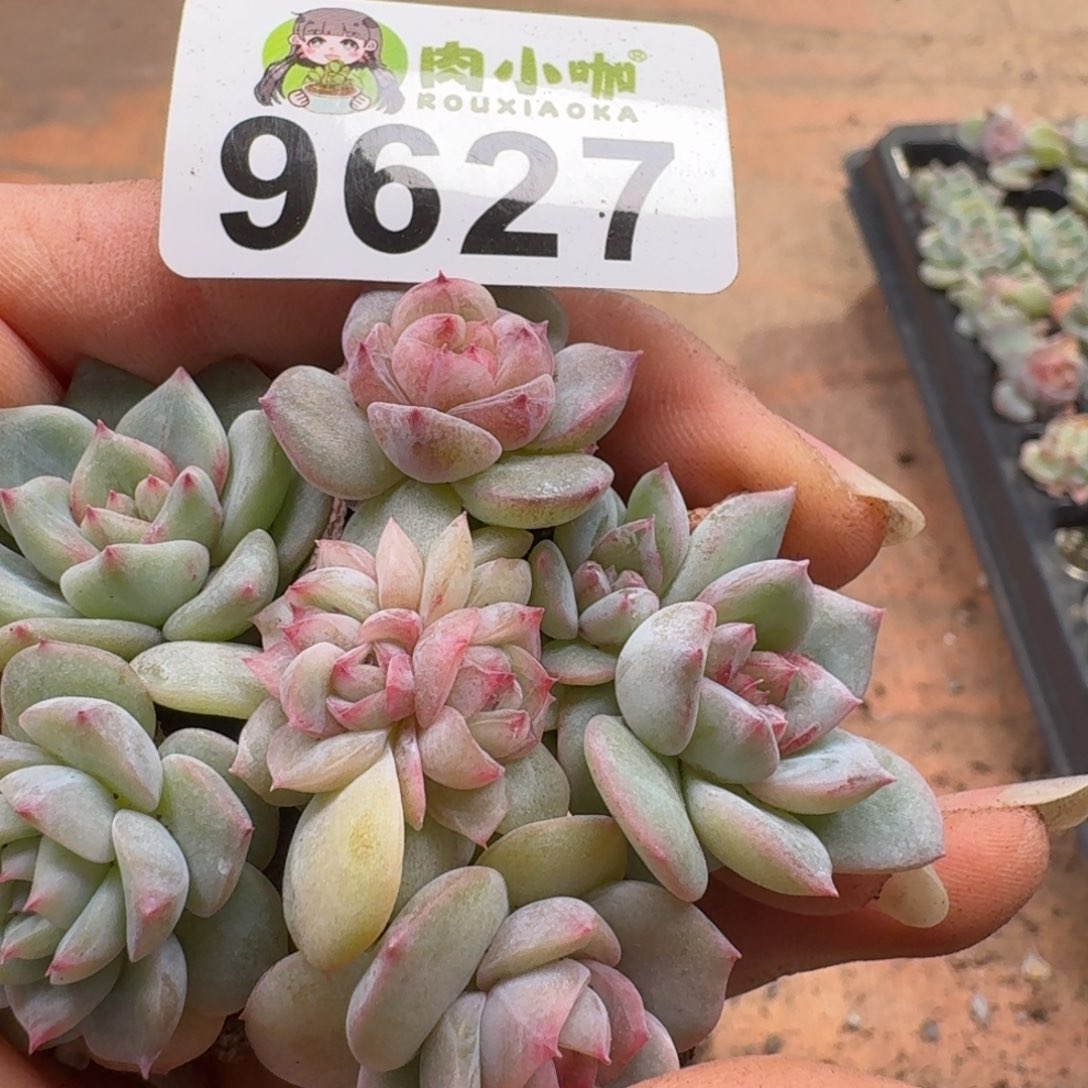 多肉植物多肉植物