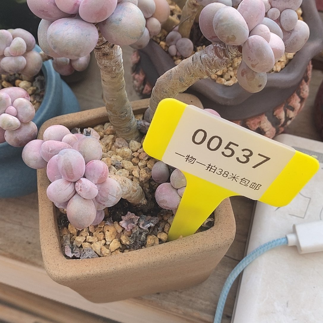 537天一几乎咯来咯额在小雨