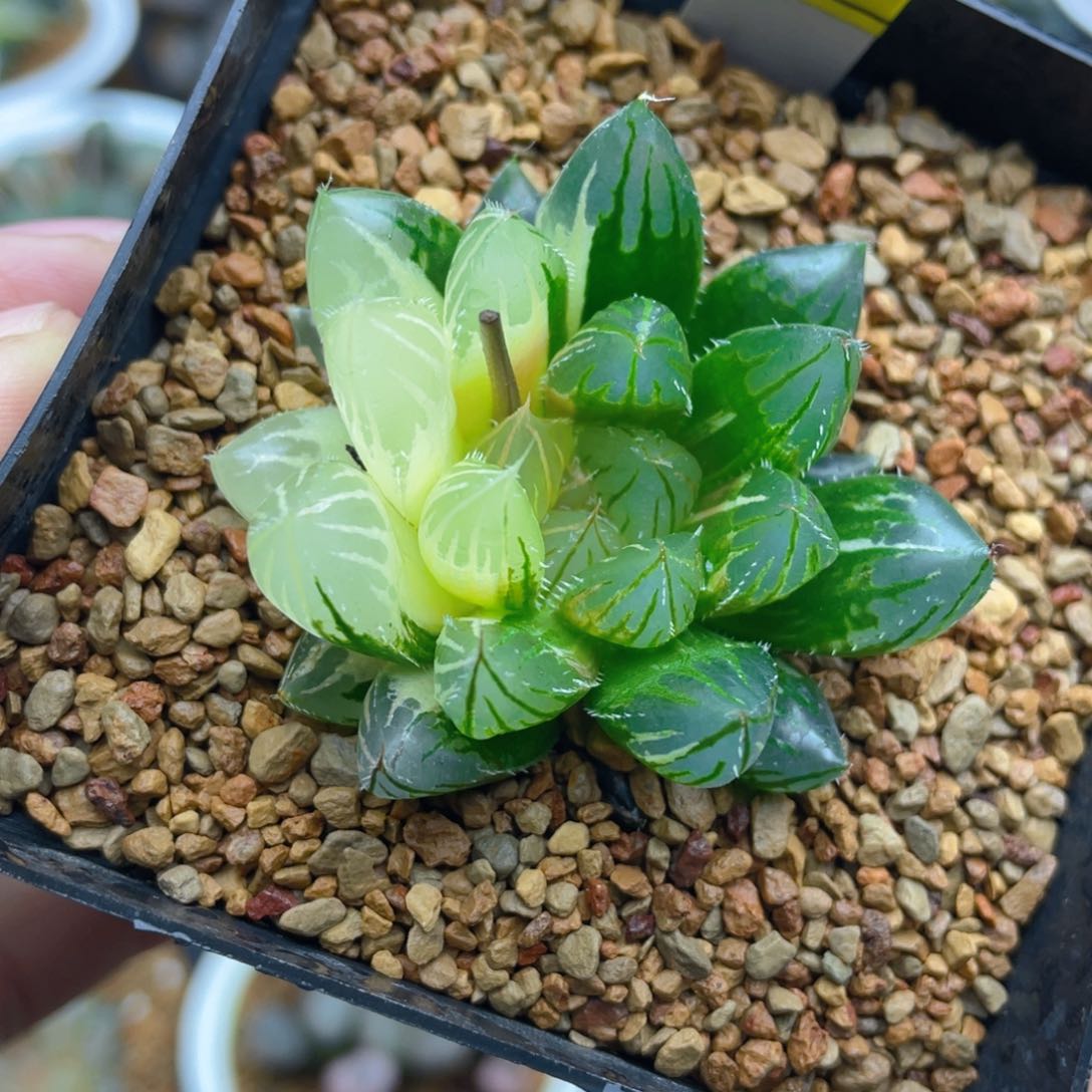 实生玉露锦十二卷