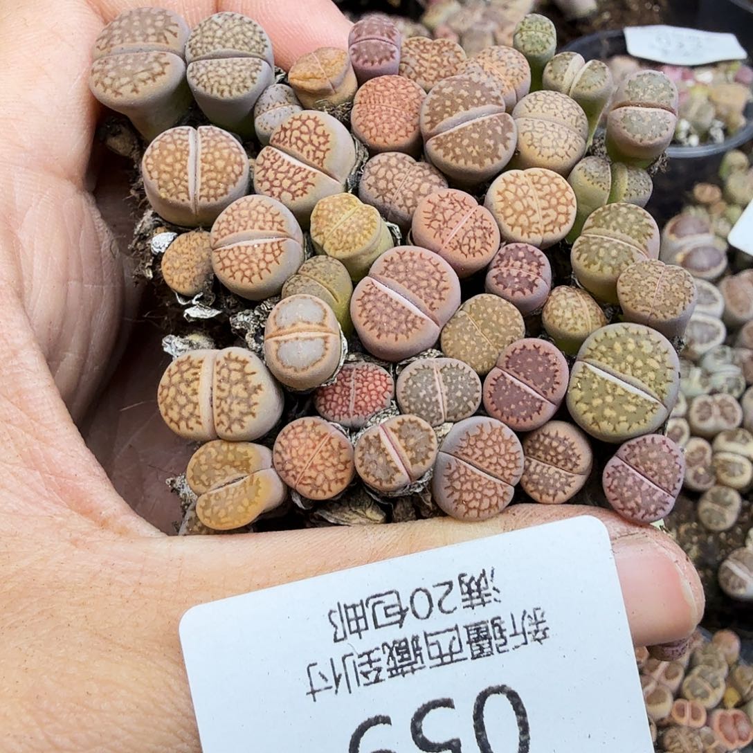 你要回来吃嘛亲爱呢亲059