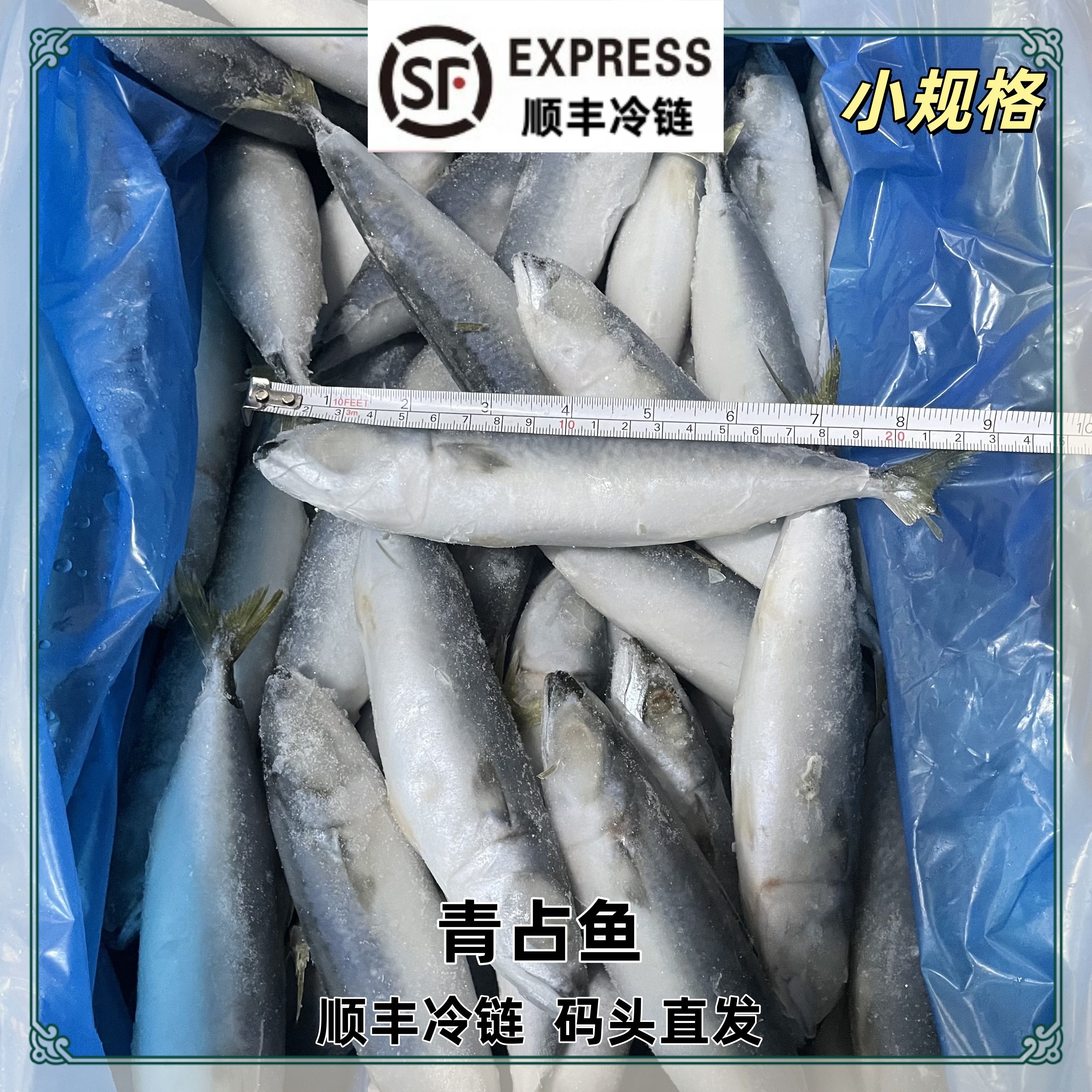顺丰包邮福建新鲜速冻青占鱼台湾海峡新鲜船捕冷水鲐鲅鱼深海海鲜