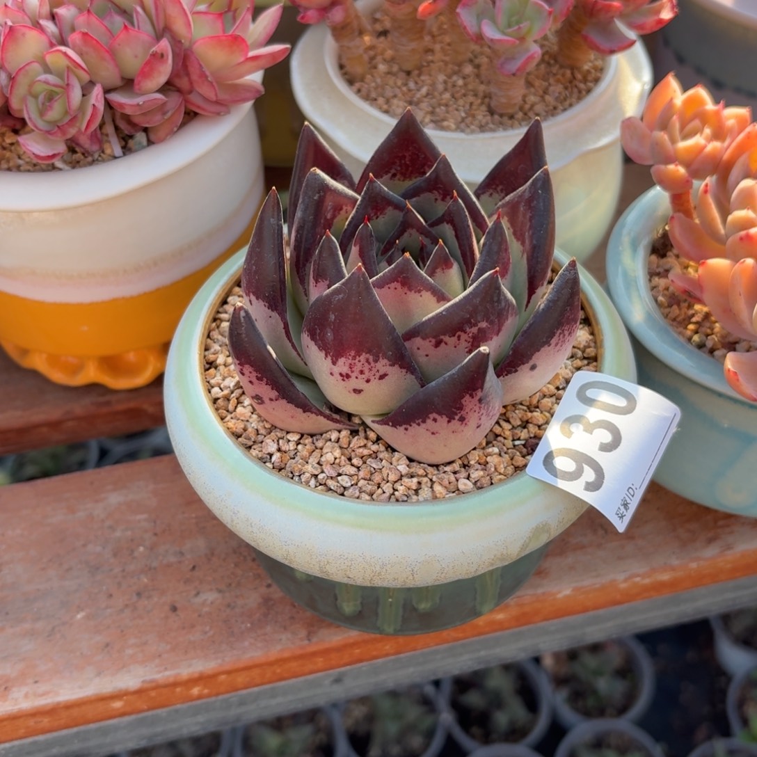 胡***思黑魔王乌木带盆发货930