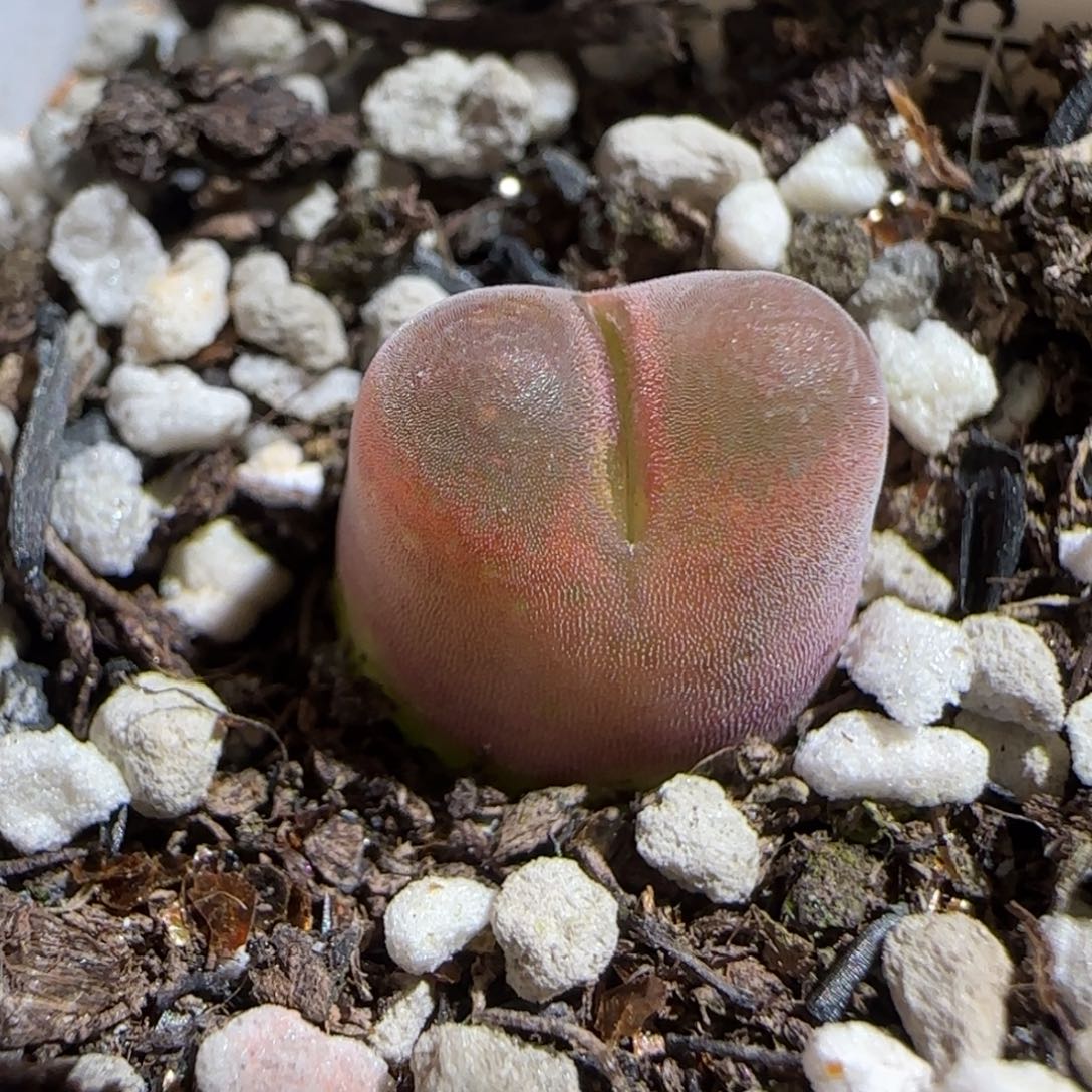 肉锥多肉植物组合-10km风铃532