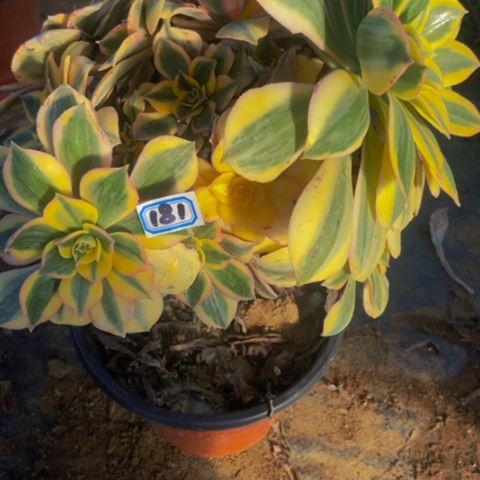 灿烂会黑斑多肉啊181多肉