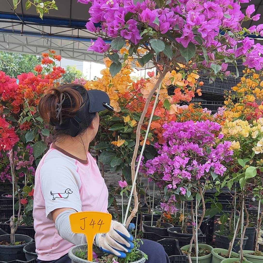 林***娘大部分花苞少量开放J44巴西紫