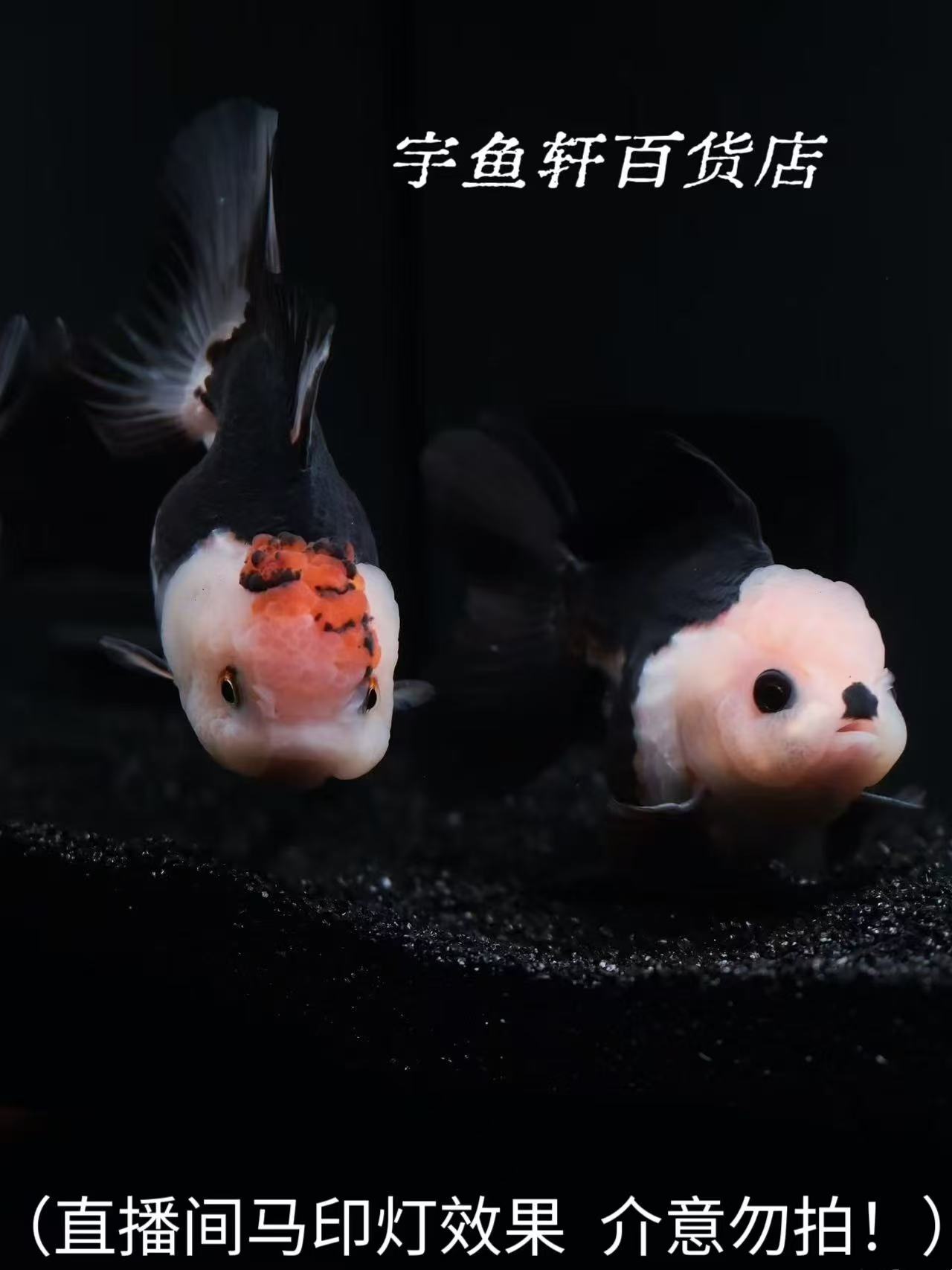 精品金鱼玛丽冷水鱼（合缸不售后 直播间马印灯效果 介意勿拍·）