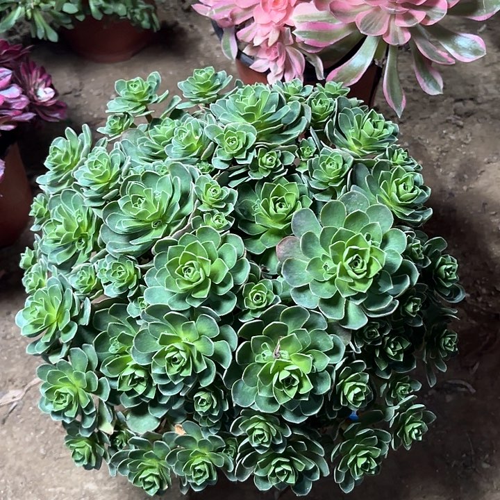 多肉植物树玫瑰84