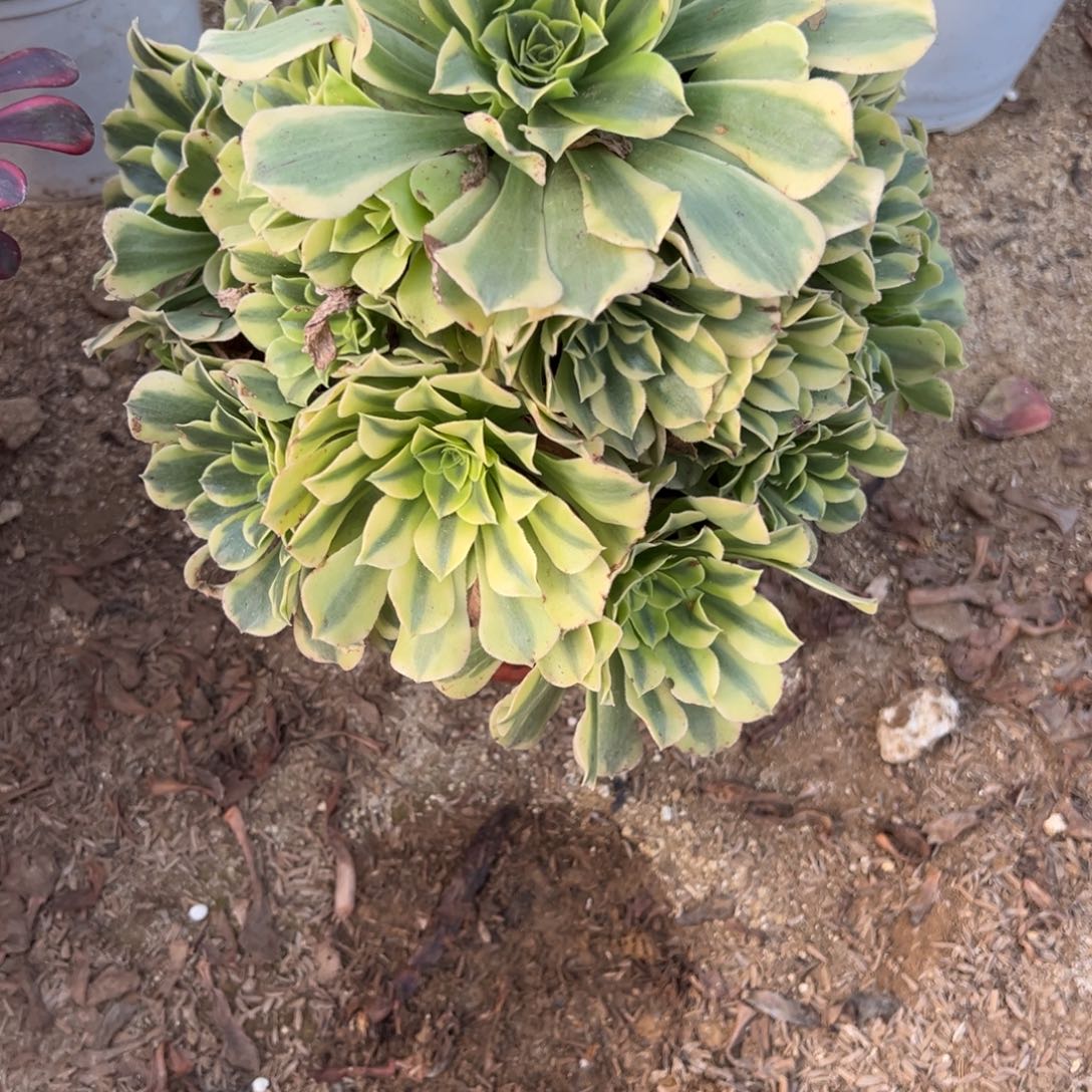 852绿豆沙多肉植物法师多肉