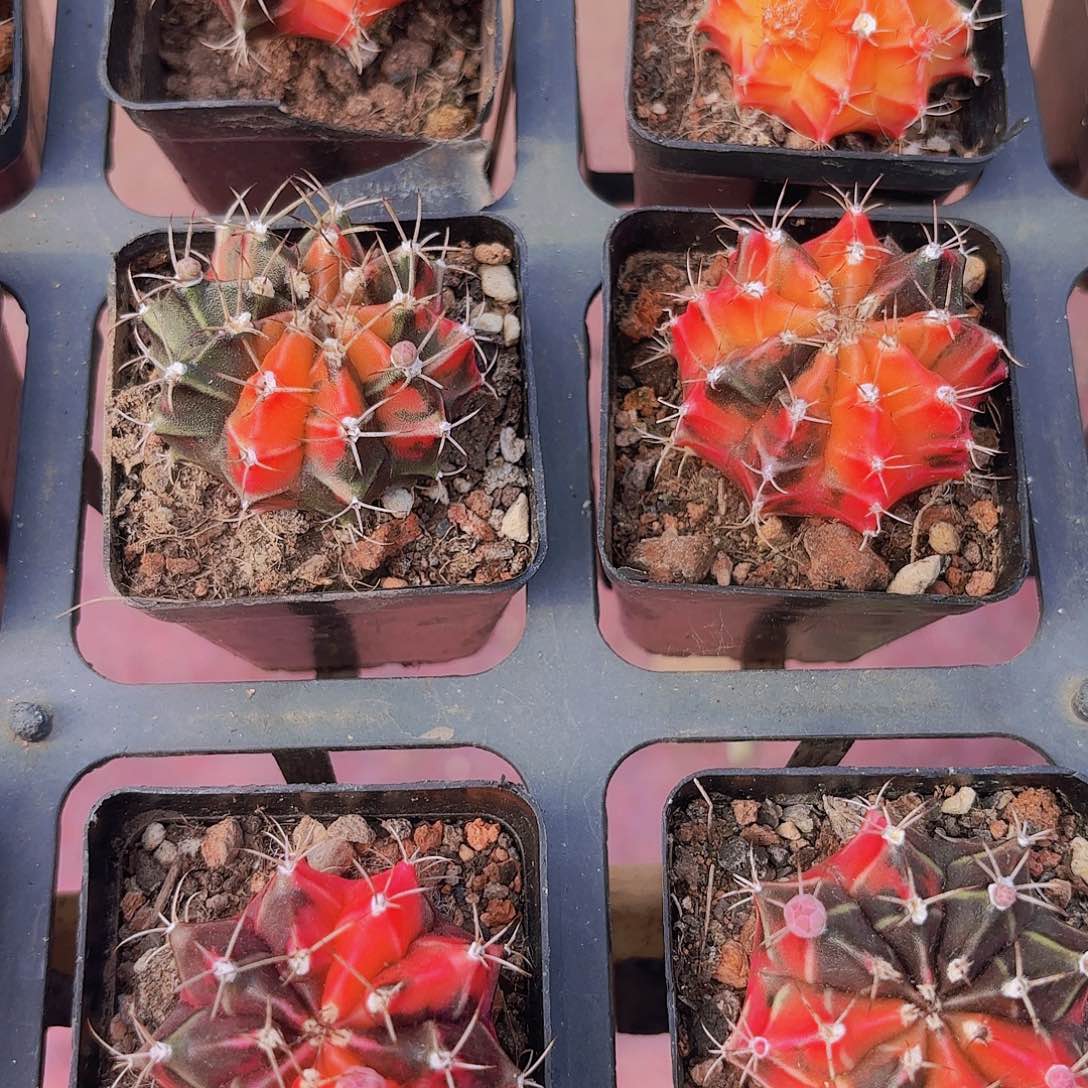 精品自然牡丹锦多肉