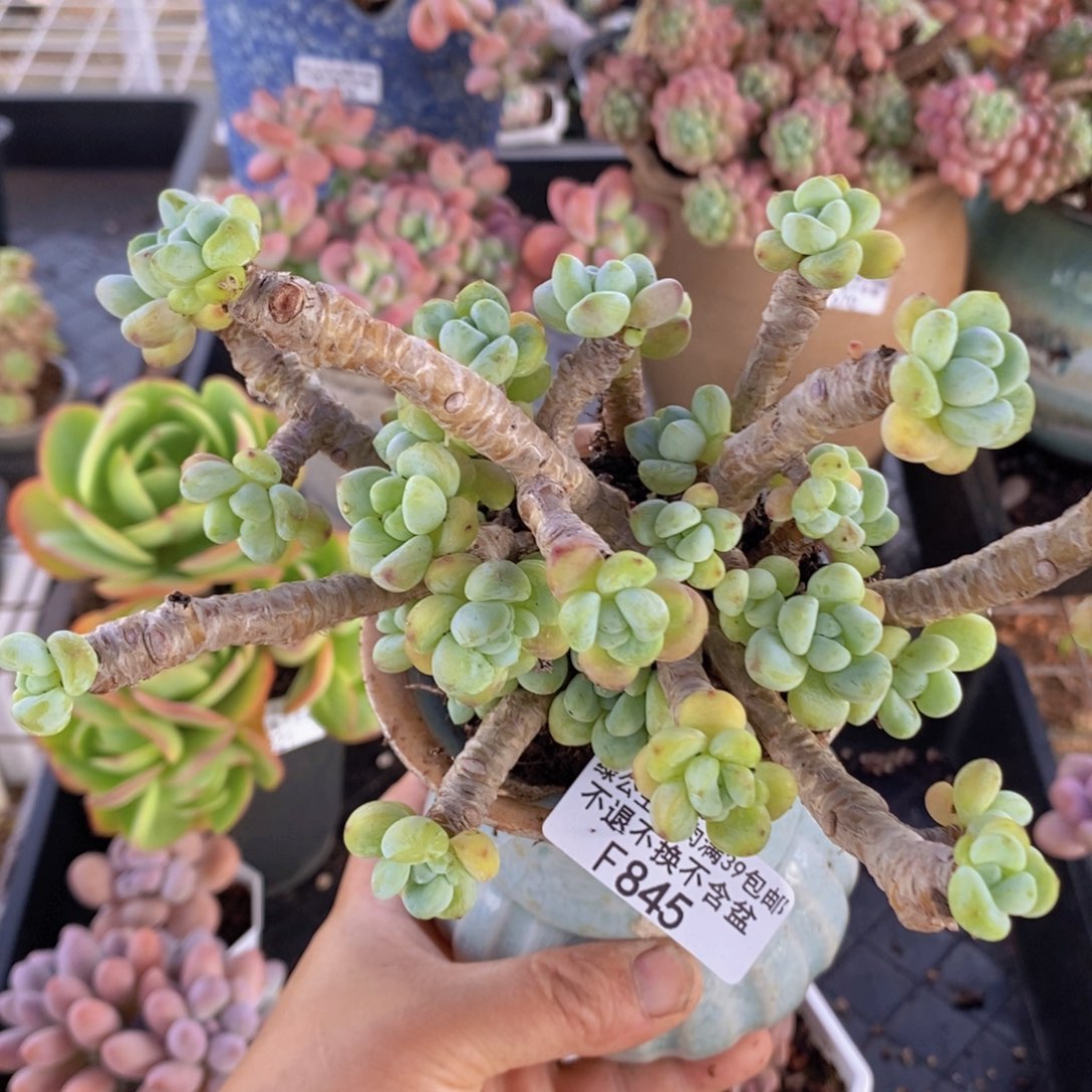 劳尔老桩14cm845多肉植物
