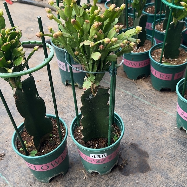 用***4大部分开放少量花苞438嫁接028