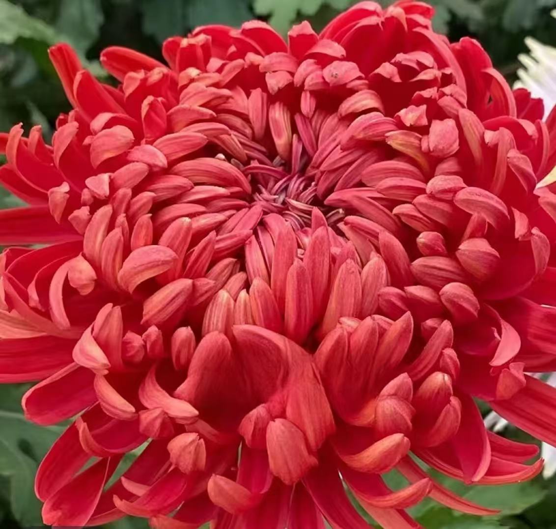 [盘龙圣火-棒棒糖大盆]] 名花大菊盆栽开花好看观赏佳品