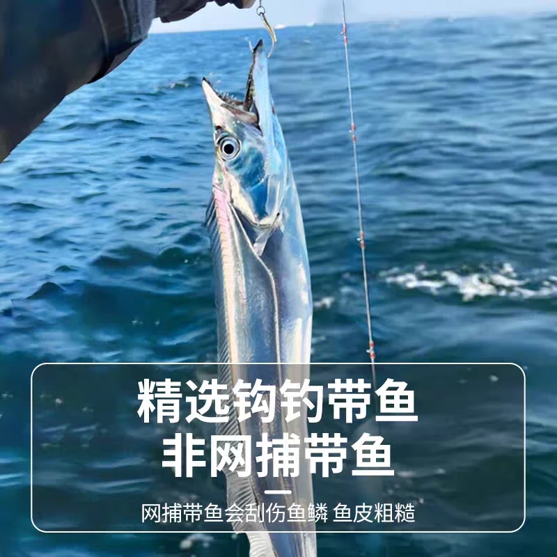A新鲜带鱼6-4两每条 发10条 五斤 无冰衣油带鱼速冻缩鲜顺丰包邮
