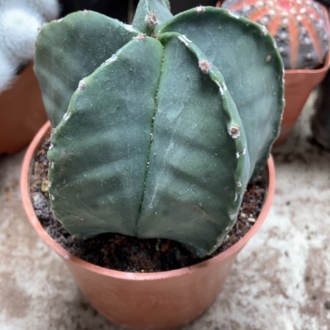 五角仙人球5米仙人球