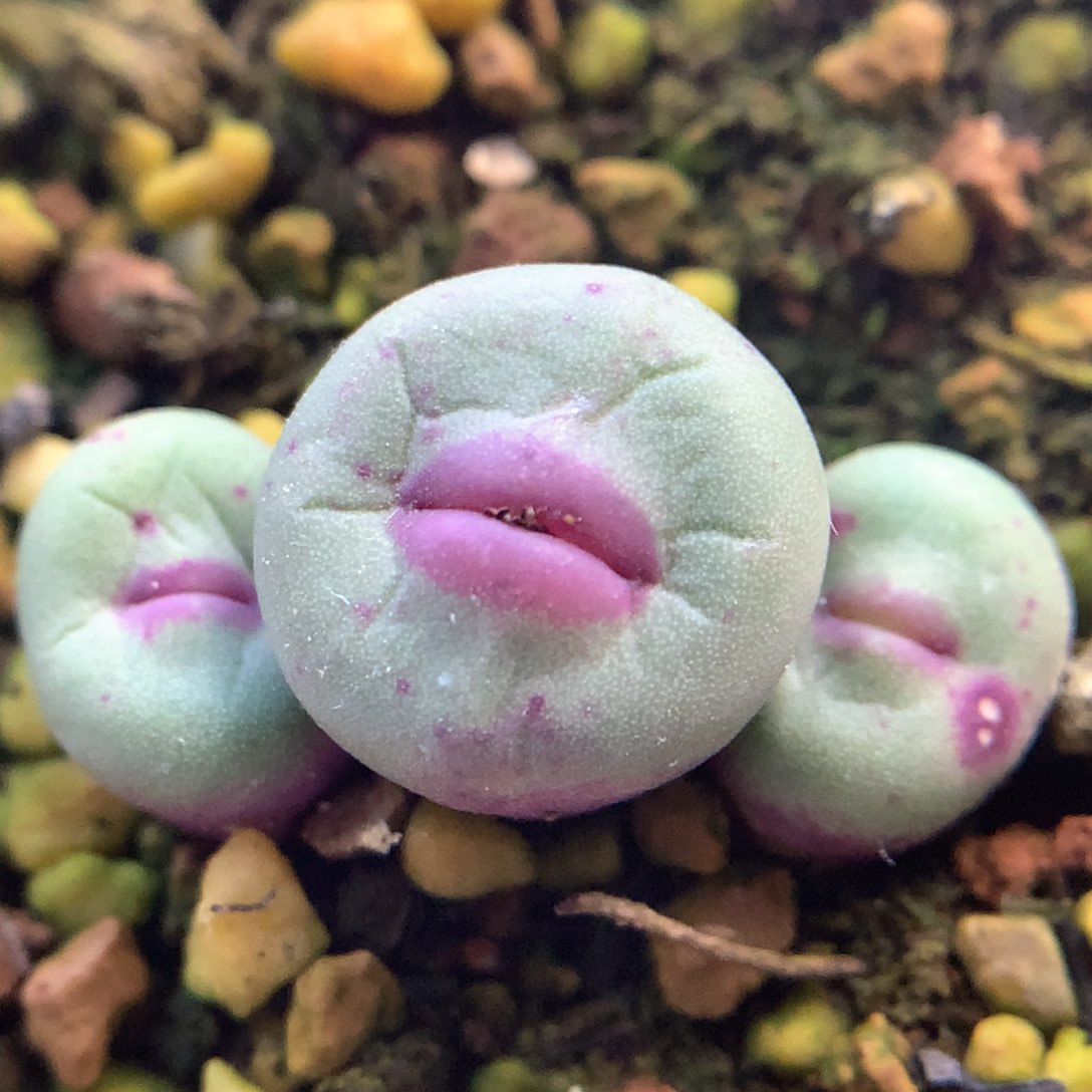 1380b母本切头 肉锥植物